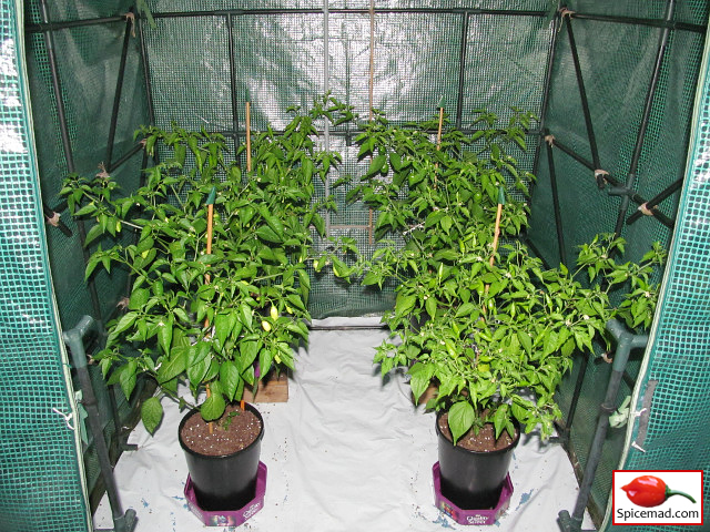 Chilli Plants in the Greenhouse - 1st August 2021