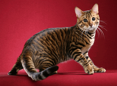 ผลการค้นหารูปภาพสำหรับ ทอยเกอร์ (Toyger)