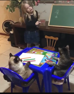 Two funny cats in the classroom