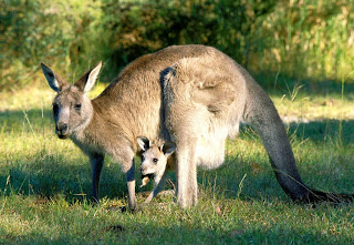 Kangaroo Wallpapers