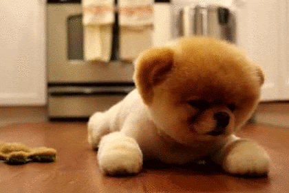 puppy cute dog wallpaper gif 30 cutest baby animal gifs ever