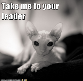 black and white photo of sphinx cat says take me to your leader