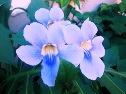 Flores - Enredadera de trompeta azul - Tumbergia azul