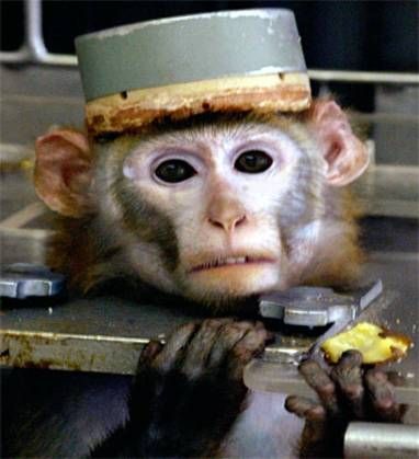 animal testing pictures. animal testing makeup.