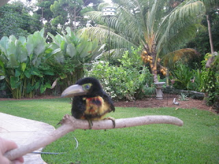 Touky, collared Aracari, La Ceiba, Honduras