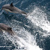 San Diego Whale Watching