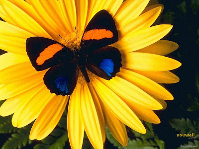 Butterfly Beautiful Wallpapers