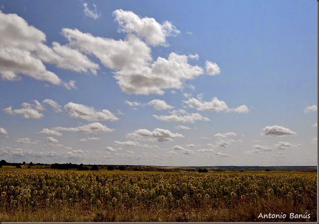 2 CAMPOS DE PEÑARANDA _DSC2747X1