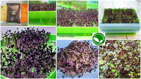 有機芽菜 有機紫高麗菜芽菜苗 有機芽菜箱 有機芽菜水耕盤 有機芽菜機