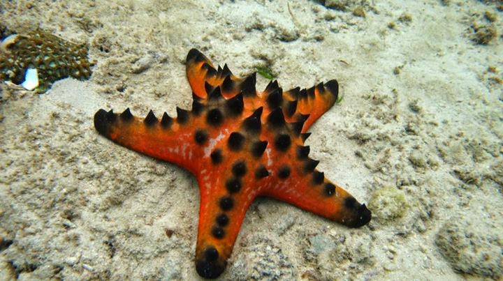 Pamacca Bintang  Laut  di Pulau Barang Lompo