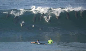 Dolphins at play - a frightening sight for surfers