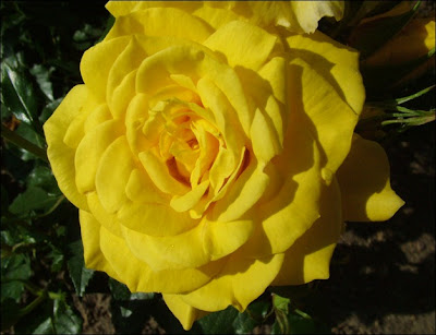 yellow rose flower