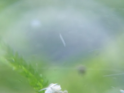 √ エビ 卵 水草 539482
