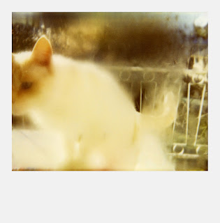 Polaroid SX70 - Chat