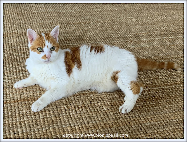 Amber's Book Reviews #238 ©BionicBasil® Amber Chilling in The Sitting Room