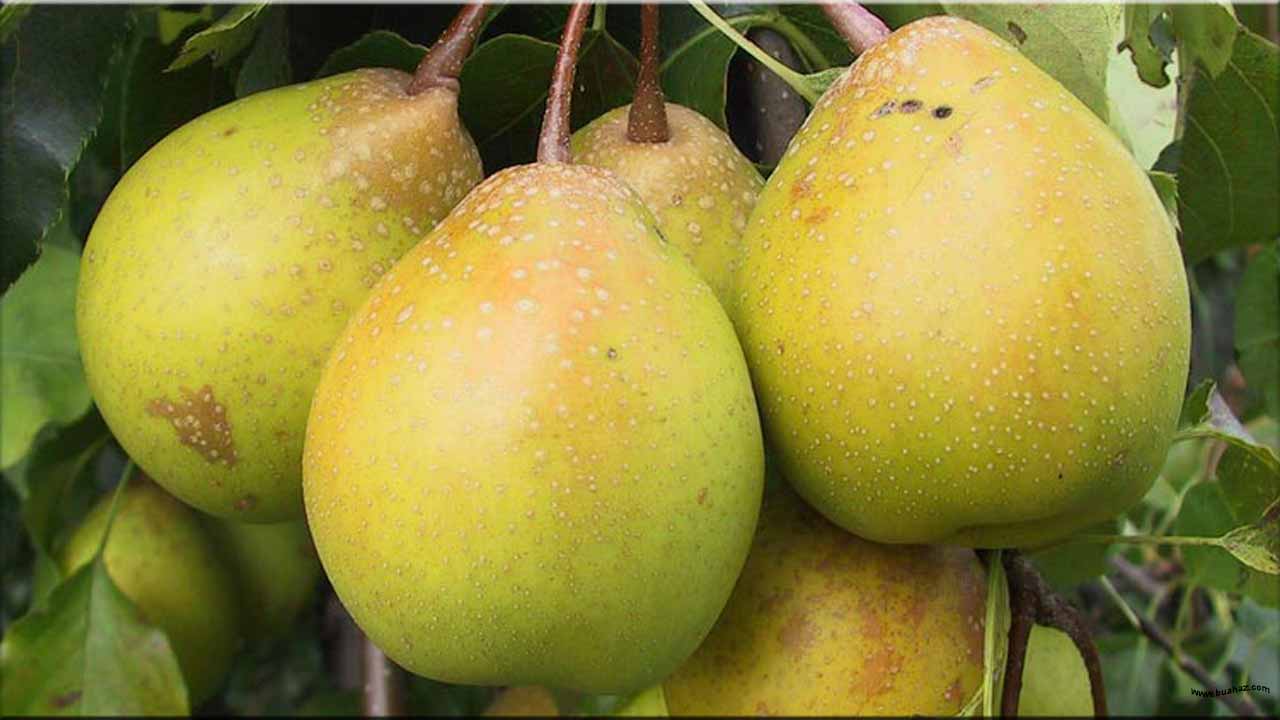 Nama Buah Dari Huruf X Wwwbuahazcom