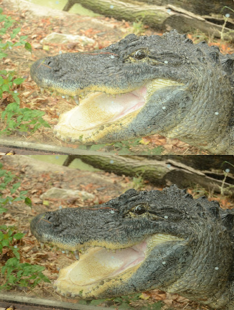 Top half: Exposure compensation +1 stop. Bottom half: Exposure compensation corrected to 0 using software