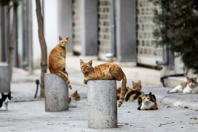 Stray and feral cats of Nicosia