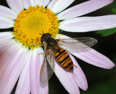 Adult hoverfly on flower