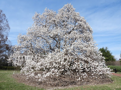 Magnolia × loebneri 'Merrill'
