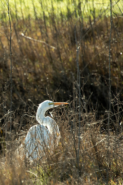 California, travel, birdwatching, bird, birding, nature, photography, landscape, Egret, Breeding Plumage