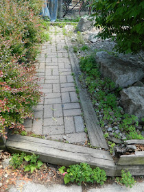 Leslieville front garden cleanup before weeding by Paul Jung Gardening Services Toronto