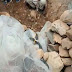 तेंदुए को वन विभाग की टीम ने पकड़ा, लोगों ने ली राहत की सांस
