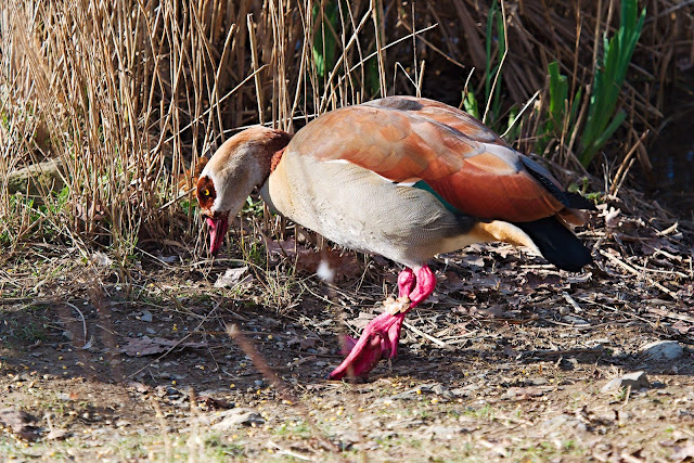 Nilgans