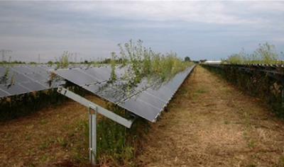 Overgrown Solar Farm