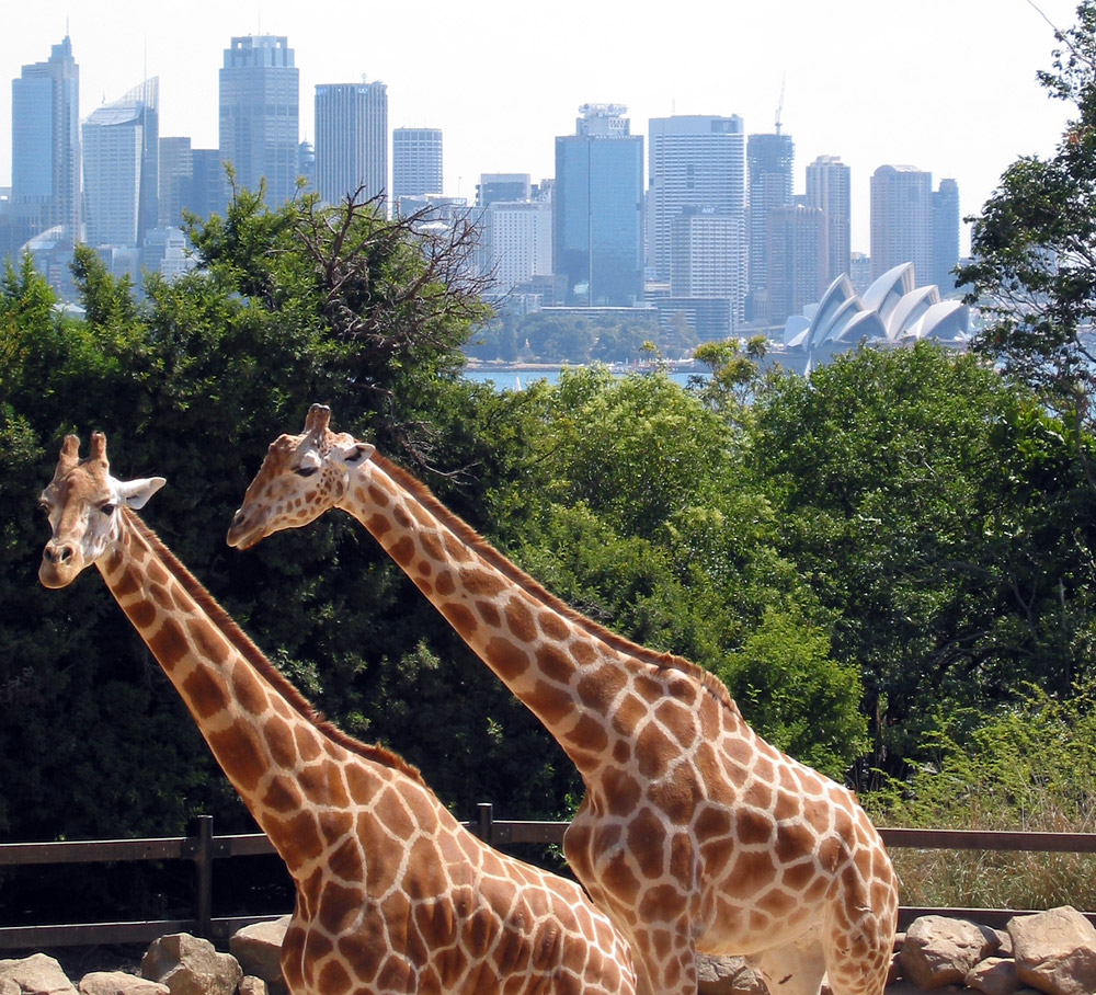 Wild life Animal Park