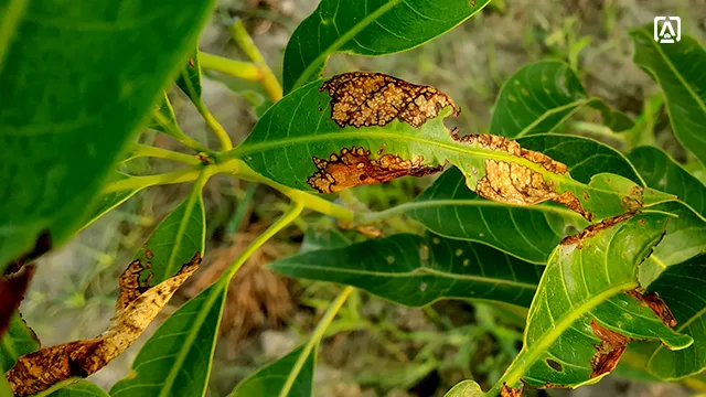 Anthracnose of mango