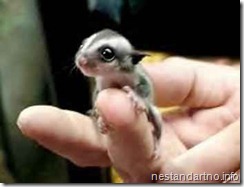 sweet small animals (3)
