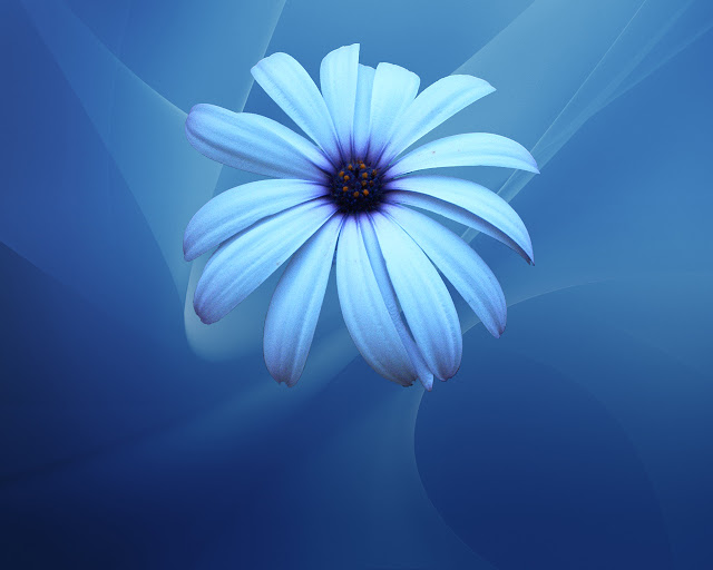 Blue Flower Wallpapers