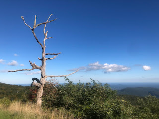 A lone, bare hemlock tree standing in the foreground of a mountain range.