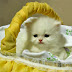 Cute White Cat