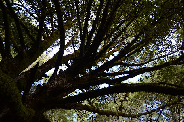 looking into sun lit branches