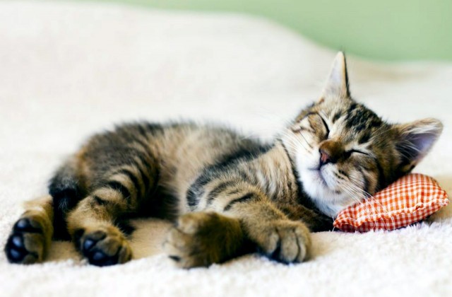 Foto Kucing  Lagi Tidur  Lucu  Banget Foto Kucing  Terbaru