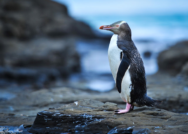 images of a penguin