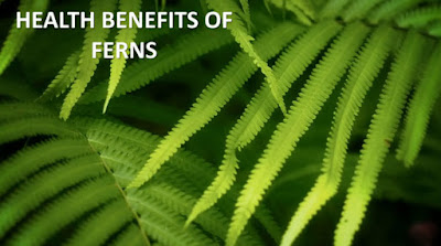 Benefits of Ferns to Humans - Medicinal & Traditional Uses