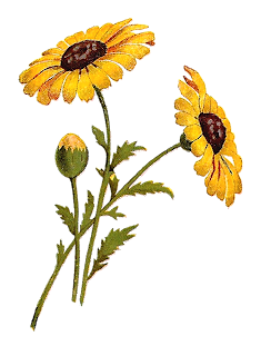 free flower digital clipart Black-Eyed Susan floral art download