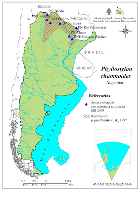 Palo lanza Phyllostylon rhamnoides