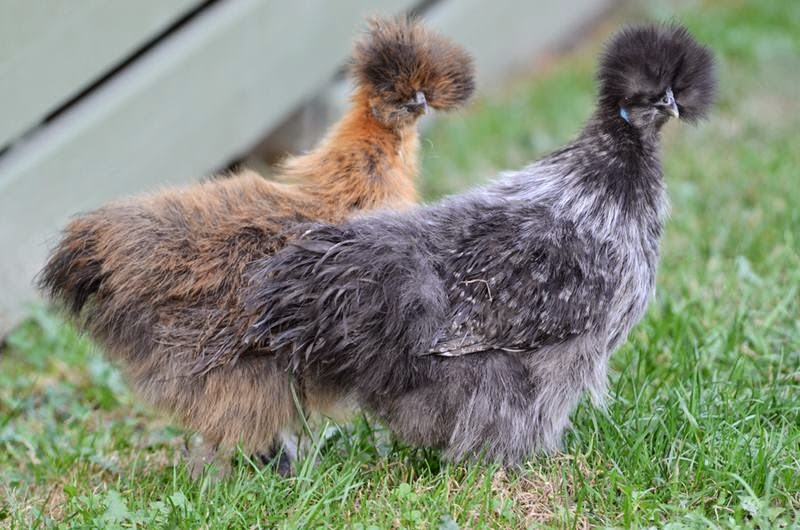 silkie chickens, silkies, fluffy chicken, silkie bantam, black and white chickens, silkie chicken eggs, black silkie chicken, furry chicken, fuzzy chickens, silkie hen, silkie chicken colors, blue silkie chicken, black skin chicken, black silkie, silky fowl, silkie chicken skin, black silkie chicken egg, fluffy black chicken, black silkie hen