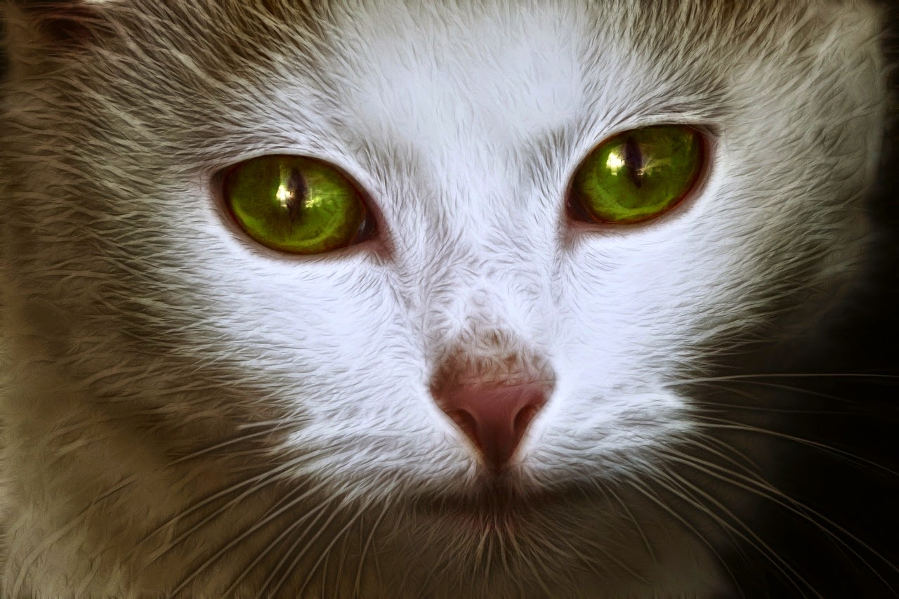 21 Fakta Aneh Tentang Kucing Catatan Ngocol