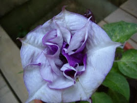 Datura