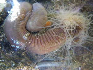 Salish Sea News and Weather: 11/16 Spaghetti worm, hungry salmon