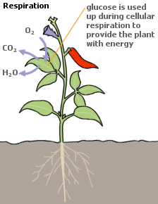 Plant respiration