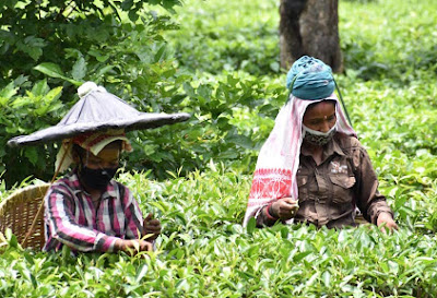 Women are Work in a Tea Garden in Assam