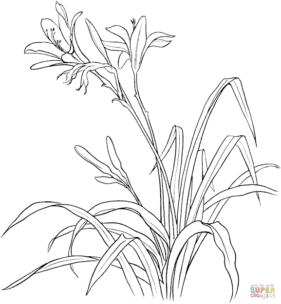 Hemerocallis Spp Or Day Lily