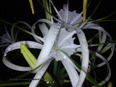 Beach spider lily, Hymenocallis littoralis