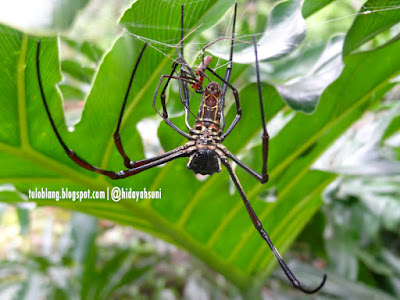 tahura, tahura pocut meurah intan, seulawah, wisata aceh, taman hutan kota, aceh besar